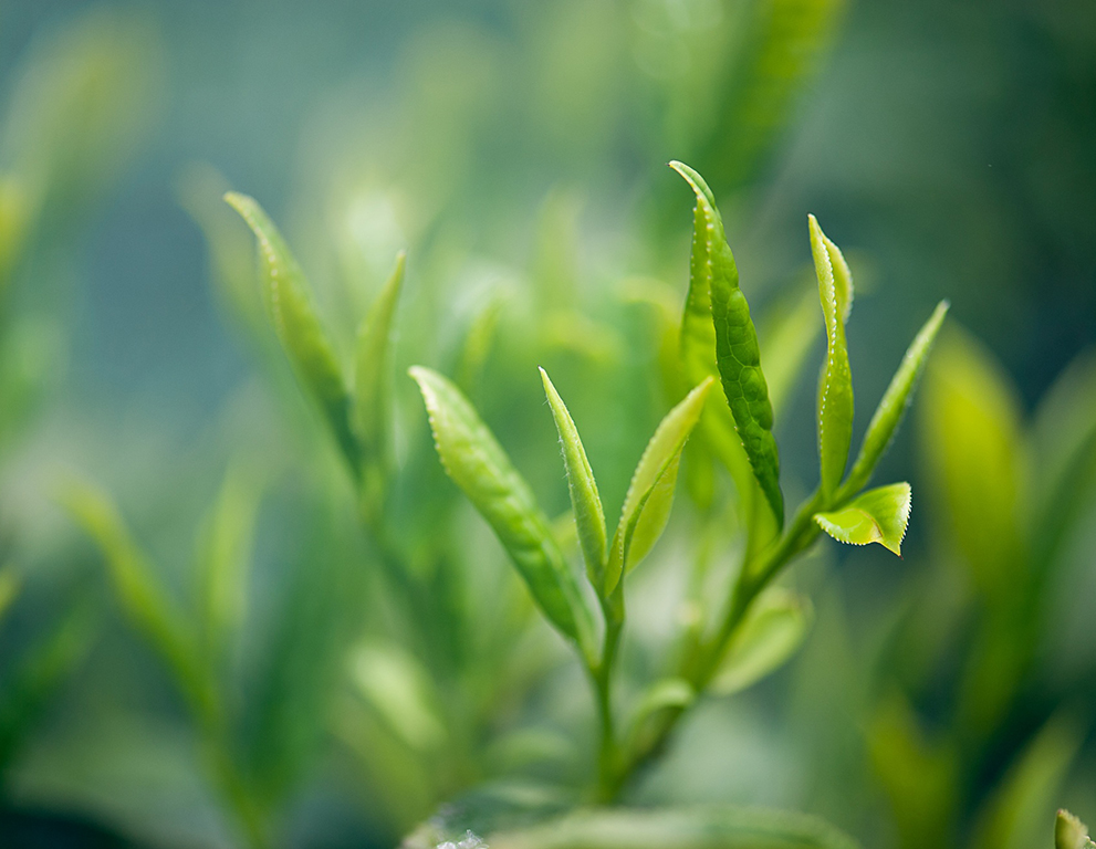 オーガニックの台湾茶葉